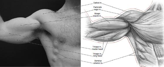 male-arms-negative-spaces